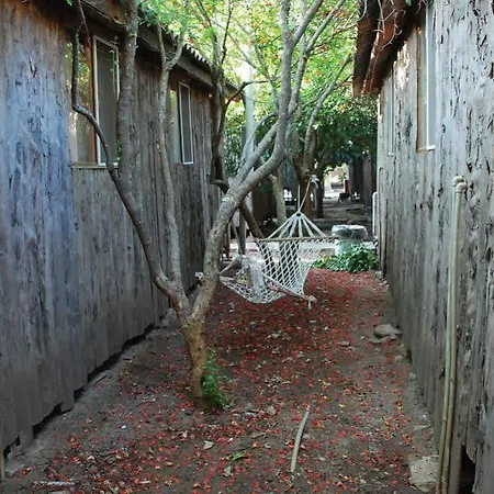 Turkmen Tree Олимпос
